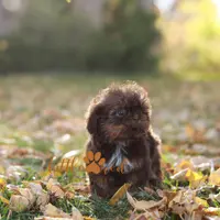 Chloe, a female Shih Tzu for sale in Vernal, UT – Photo 5 of 8