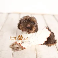 Chloe, a female Shih Tzu for sale in Vernal, UT – Photo 3 of 8