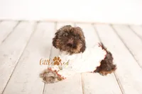 Chloe, a female Shih Tzu for sale in Vernal, UT – Photo 3 of 8