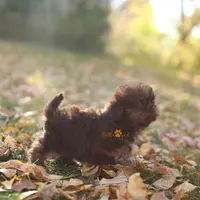 Chloe, a female Shih Tzu for sale in Vernal, UT – Photo 2 of 8