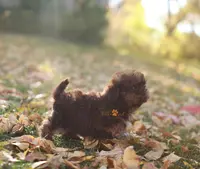 Chloe, a female Shih Tzu for sale in Vernal, UT – Photo 2 of 8