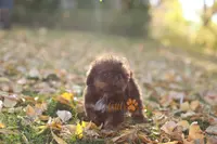 Chloe, a female Shih Tzu for sale in Vernal, UT – Photo 4 of 8