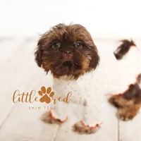 Chloe, a female Shih Tzu for sale in Vernal, UT – Photo 1 of 8