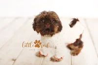 Chloe, a female Shih Tzu for sale in Vernal, UT – Photo 1 of 8