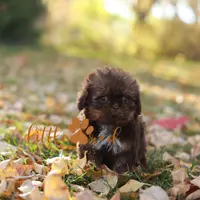 Chloe, a female Shih Tzu for sale in Vernal, UT – Photo 7 of 8