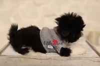 Aspen, a male Shih Tzu for sale in Vernal, UT – 5 of 5