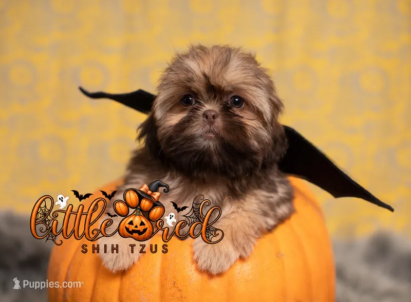 Truffle – Shih Tzu puppy for sale in Vernal, UT