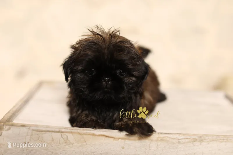 Fancy – Shih Tzu puppy for sale in Vernal, UT