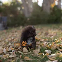 Diesel, a male Shih Tzu for sale in Vernal, UT – Photo 4 of 5
