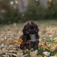 Diesel, a male Shih Tzu for sale in Vernal, UT – Photo 2 of 5