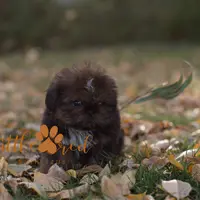 Diesel, a male Shih Tzu for sale in Vernal, UT – Photo 1 of 5