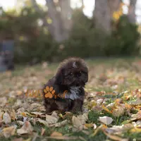 Diesel, a male Shih Tzu for sale in Vernal, UT – Photo 5 of 5