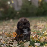 Diesel, a male Shih Tzu for sale in Vernal, UT – Photo 3 of 5