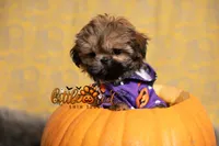 Elvis , a male Shih Tzu for sale in Vernal, UT – 2 of 5