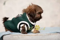 Truffle, a male Shih Tzu for sale in Vernal, UT – 4 of 4