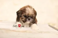 Dutton , a female Shih Tzu for sale in Vernal, UT – 1 of 3