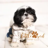 Duke, a male Shih Tzu for sale in Vernal, UT – Photo 2 of 6