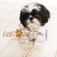 Duke, a male Shih Tzu for sale in Vernal, UT – Photo 1 of 6
