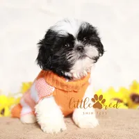 Duke, a male Shih Tzu for sale in Vernal, UT – Photo 3 of 6