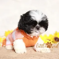 Duke, a male Shih Tzu for sale in Vernal, UT – Photo 4 of 6