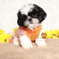 Duke, a male Shih Tzu for sale in Vernal, UT – Photo 6 of 6