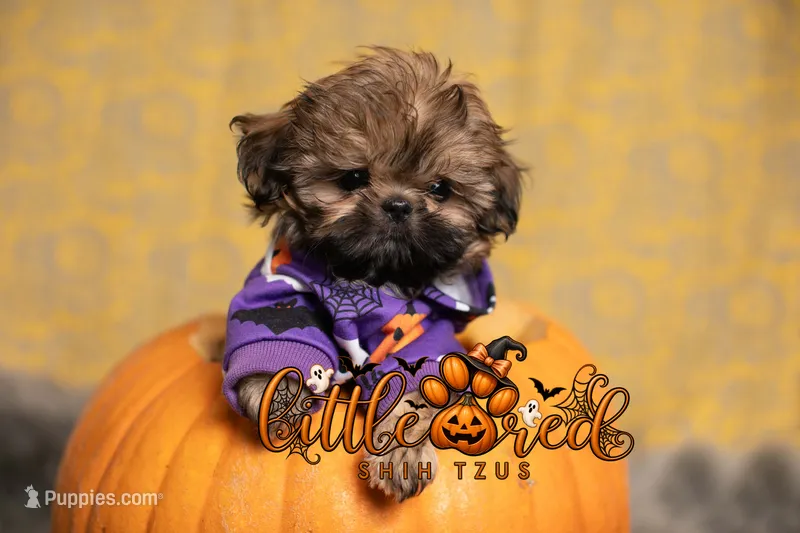 Elvis , a male Shih Tzu for sale in Vernal, UT – 1 of 5