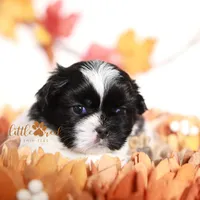 Flint, a male Shih Tzu for sale in Vernal, UT – Photo 7 of 9