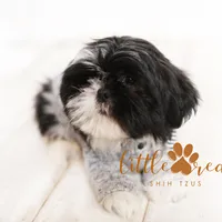 Flint, a male Shih Tzu for sale in Vernal, UT – Photo 1 of 9