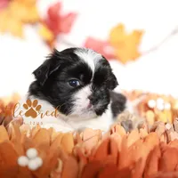 Flint, a male Shih Tzu for sale in Vernal, UT – Photo 8 of 9