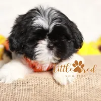Flint, a male Shih Tzu for sale in Vernal, UT – Photo 5 of 9