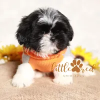 Flint, a male Shih Tzu for sale in Vernal, UT – Photo 4 of 9
