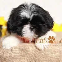 Flint, a male Shih Tzu for sale in Vernal, UT – Photo 9 of 9