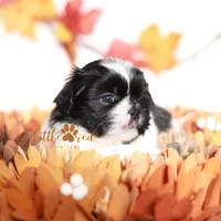 Flint, a male Shih Tzu for sale in Vernal, UT – Photo 6 of 9