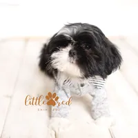 Flint, a male Shih Tzu for sale in Vernal, UT – Photo 2 of 9