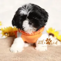 Flint, a male Shih Tzu for sale in Vernal, UT – Photo 3 of 9