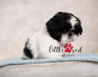 MAJESTY, a female Shih Tzu for sale in Vernal, UT – 2 of 5