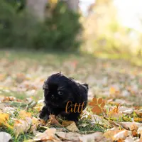 ollie, a male Shih Tzu for sale in Vernal, UT – Photo 3 of 5