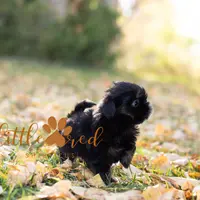 ollie, a male Shih Tzu for sale in Vernal, UT – Photo 1 of 5