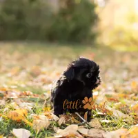 ollie, a male Shih Tzu for sale in Vernal, UT – Photo 5 of 5