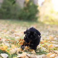 ollie, a male Shih Tzu for sale in Vernal, UT – Photo 2 of 5