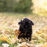 ollie, a male Shih Tzu for sale in Vernal, UT – Photo 4 of 5