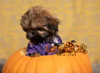 Elvis , a male Shih Tzu for sale in Vernal, UT – 5 of 5