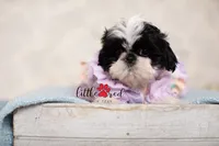 Perdy, a female Shih Tzu for sale in Vernal, UT – 3 of 3