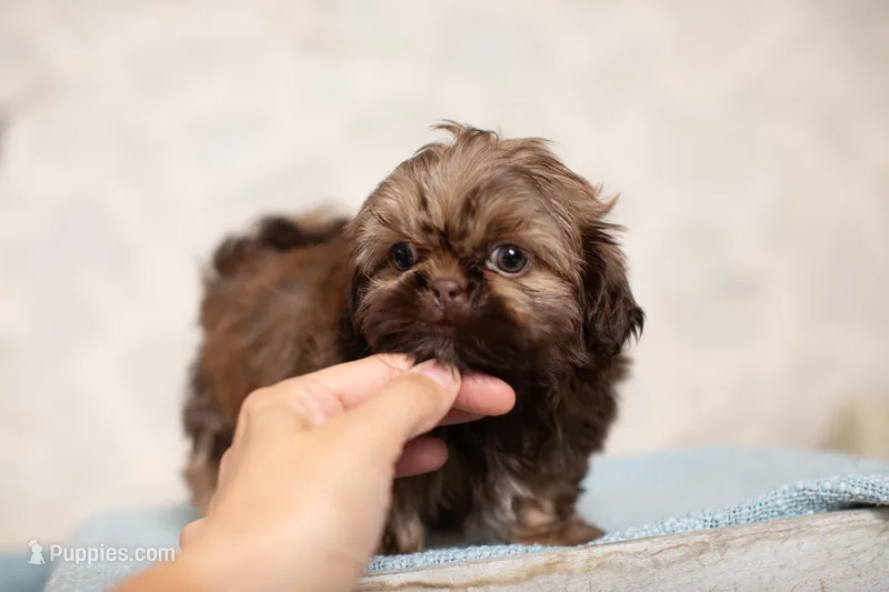 Truffle – Shih Tzu puppy for sale in Vernal, UT