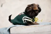Kingston, a male Shih Tzu for sale in Vernal, UT – 4 of 5