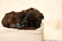 Fancy, a female Shih Tzu for sale in Vernal, UT – 2 of 3
