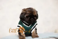 Kingston, a male Shih Tzu for sale in Vernal, UT – 5 of 5