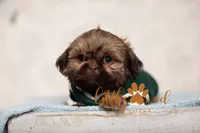 Truffle, a male Shih Tzu for sale in Vernal, UT – 2 of 4