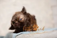 Truffle, a male Shih Tzu for sale in Vernal, UT – 3 of 4