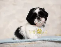 MAJESTY, a female Shih Tzu for sale in Vernal, UT – 3 of 5
